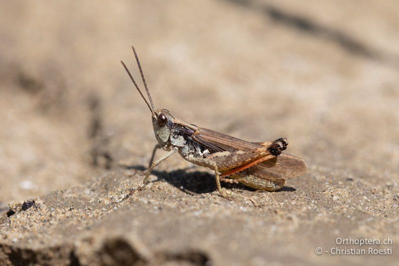 Chorthippus pullus ♂, makropteres Individuum - RU, Transilvania, Cașinu Nou, 10.07.2021