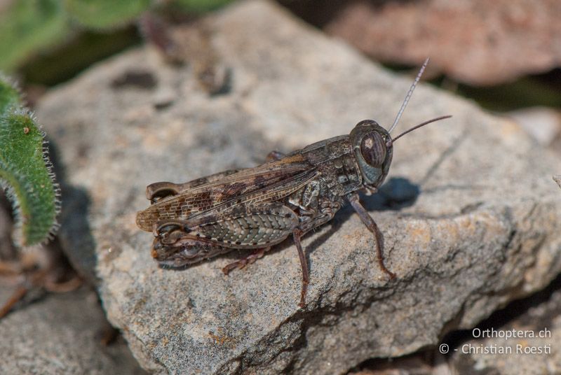 Calliptamus barbarus ♂ - FR, Vaucluse, Mornas, 09.10.2010