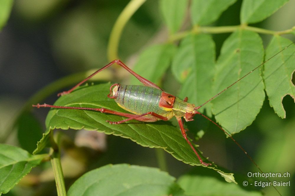 Barbitistes serricauda ♂ - AT, Niederösterreich, Eichkogl bei Mödling, 07.07.2018