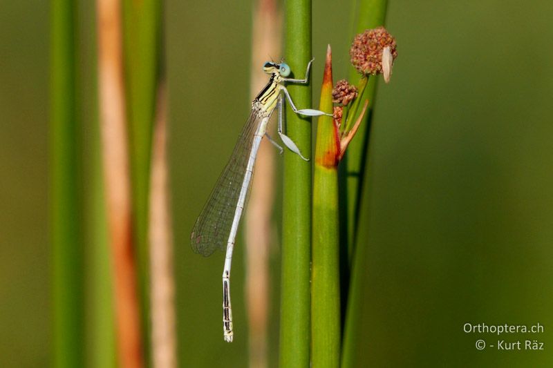 Weisse Federlibelle (Platycnemis latipes) ♂ - FR, Canal de Vergière, 07.07.2014