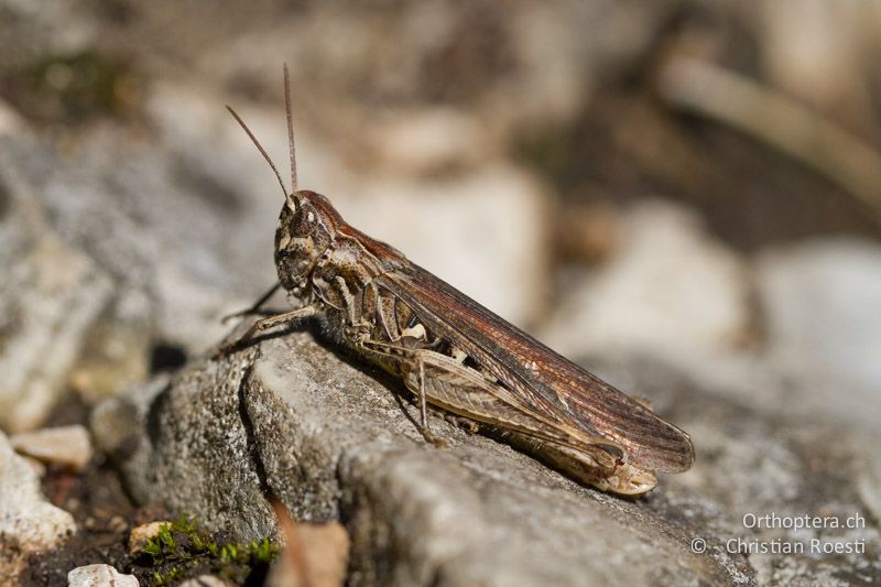 Chorthippus brunneus ♀ - CH, BE, Biel, 09.09.2013