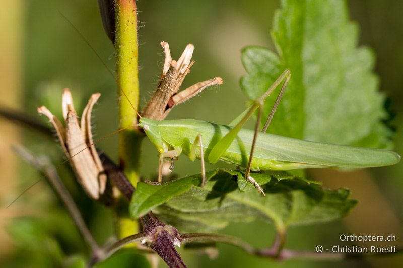 Ruspolia nitidula ♀ - CH, TI, Arzo, 02.09.2013