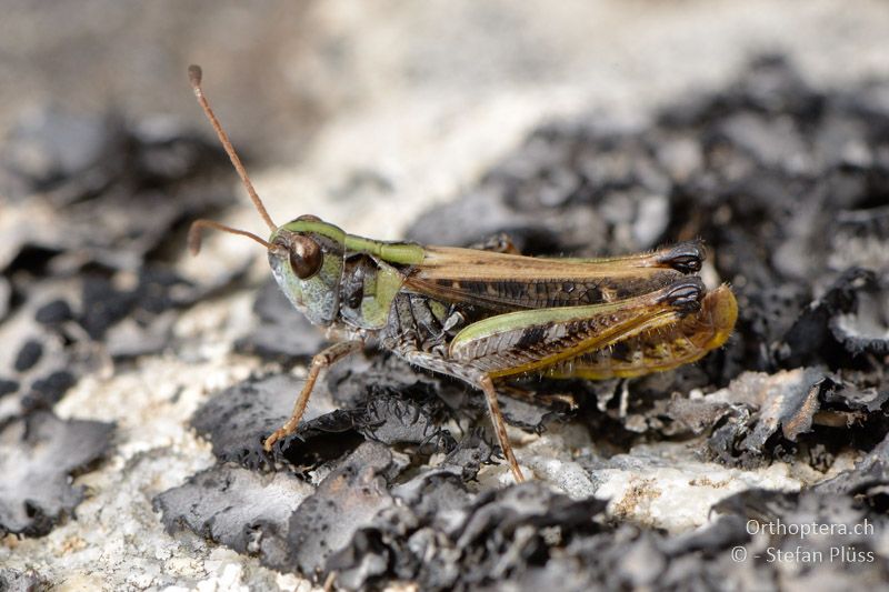 ♂ der Gefleckten Keulenschrecke (Myrmeleotettix maculatus) - GR, Westmakedonien, Mt. Varnous, 11.07.2013