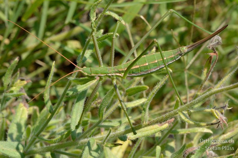 Saga campbelli ♀ - GR, Zentralmakedonien, Kerkini-See, 08.07.2013