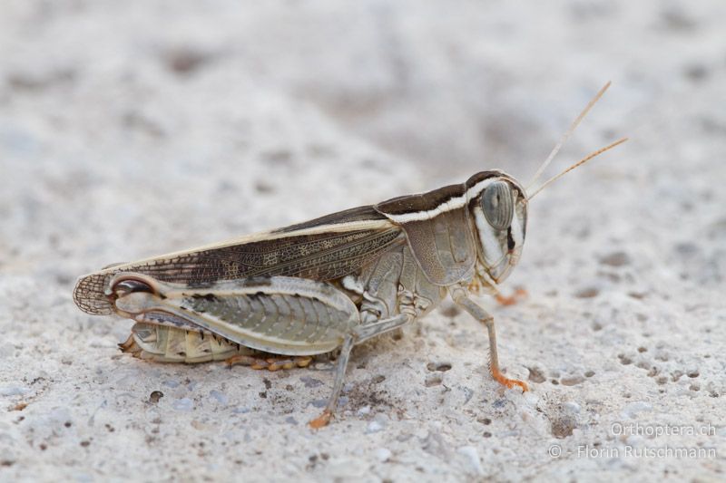 Calliptamus barbarus ♀ - GR, Thessalien, Meteora, 15.07.2011