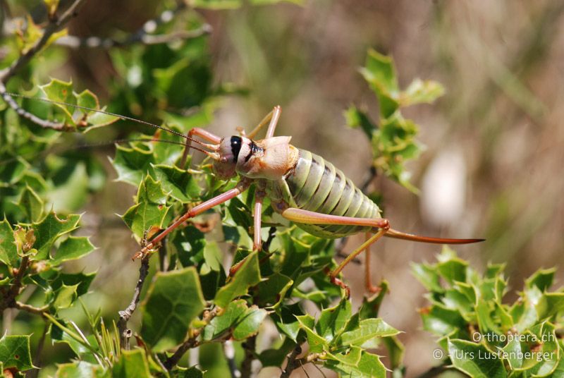 Imposant und attraktiv, das ♀ von Ephippiger diurnus - FR, Plateau d'Aumelas, 11.07.2014