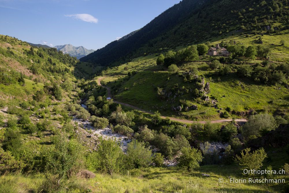 Reich strukturierte Landschaft - GR, Thessalien, Chaliki, 24.06.2015