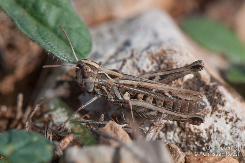 Omocestus petraeus ♀ - FR, Hérault, Cournonterral, 07.10.2010