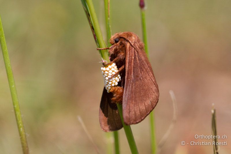 ♀ von Malacosoma franconica (oder ähnliche Art) bei der Eiablage - HR, Istrien, Galižana, 04.06.2014