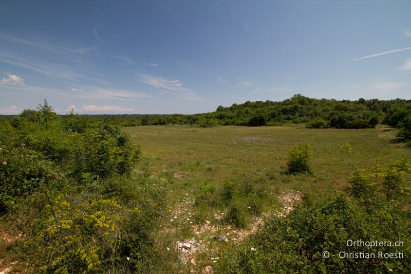 Lebensraum von Cicadivetta tibialis - HR, Istrien, Galižana, 04.06.2014