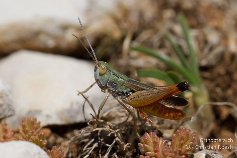 Stenobothrus fischeri ♂ - HR, Primorje-Gorski, Kornić, 07.06.2014