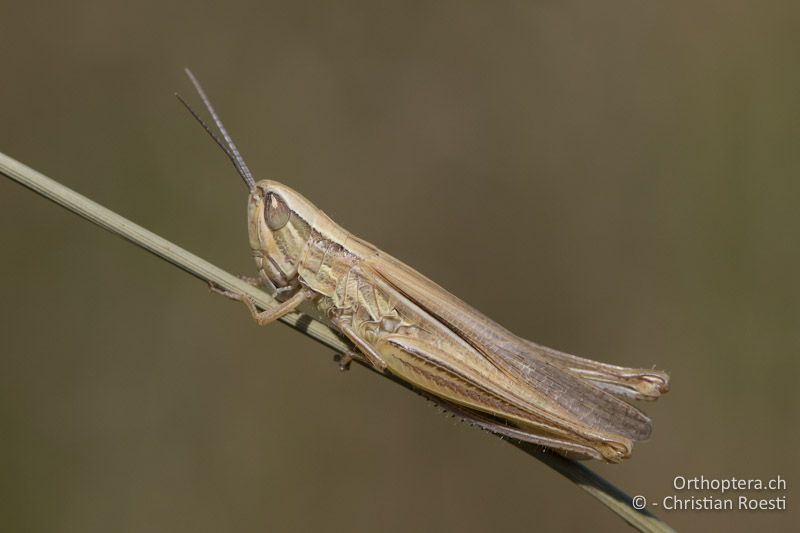 Euchorthippus pulvinatus ♀ - HU, Südliche Grosse Tiefebene, Kecskemét, 08.07.2016