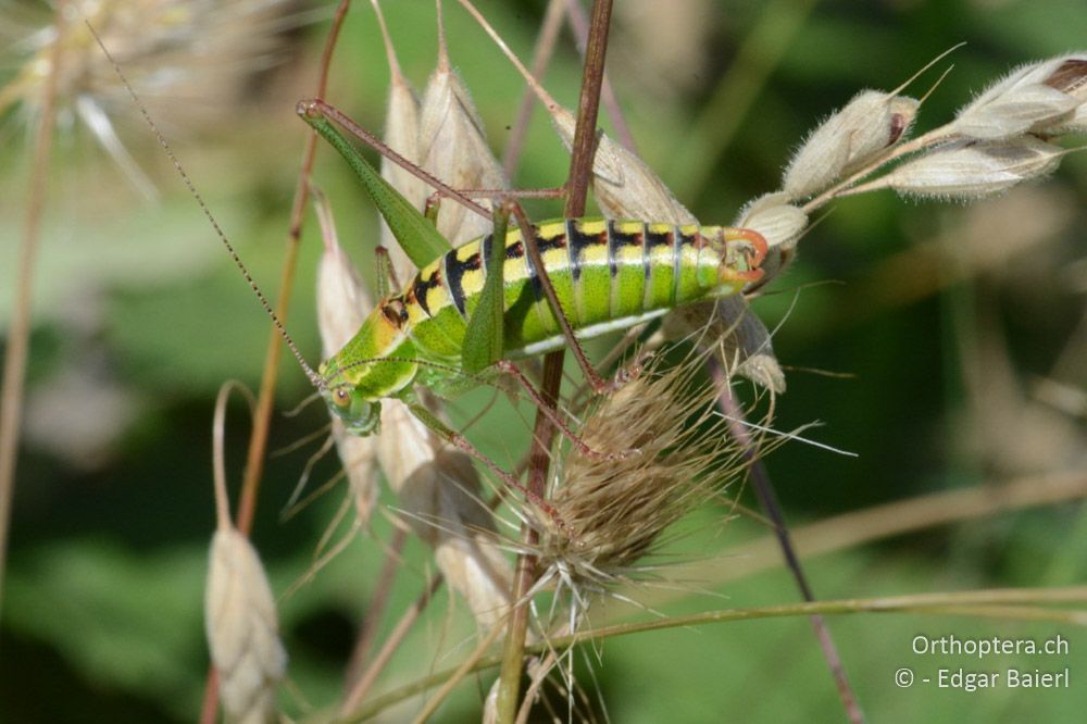 Poecilimon brunneri ♂ - BG, Pasardschik, Streltscha, 10.07.2018