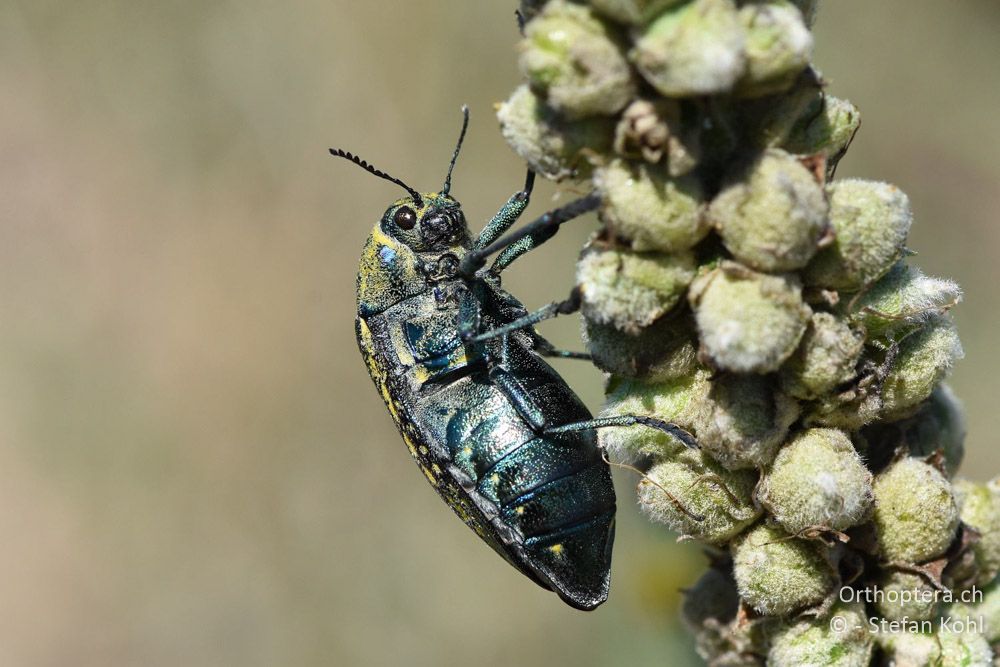 Prachtkäfer (Julodis ehrenbergii ?) ♀ - BG, Blagoevgrad, Ploski, 14.07.2018