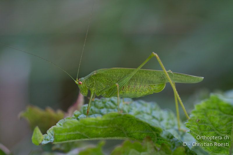 Phaneroptera nana ♀ - CH, TI, Monte im Muggiotal, 04.09.2013