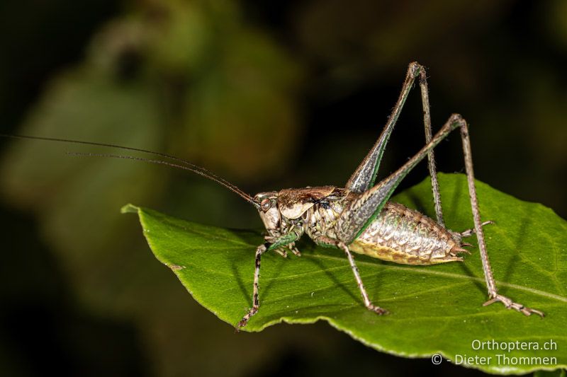 Rhacocleis annulata ♂ - CH, BS, Basel, 21.09.2020