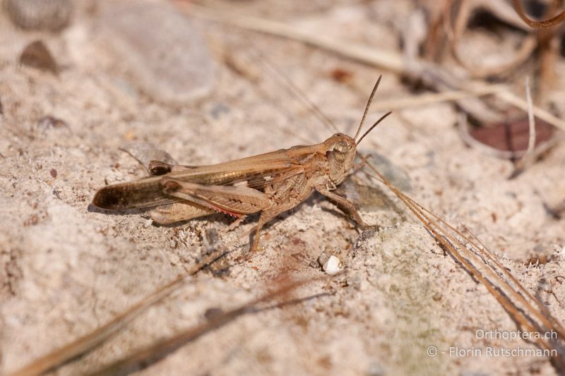 Aiolopus thalassinus ♂ - GR, Mittelgriechenland, Molos, 31.05.2009