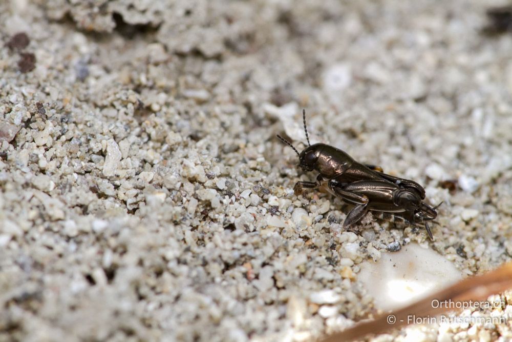 Makropteres Individuum der Pfändlers-Grabschrecke (Xya pfaendleri) - Bei Neraida, 21.07.2011