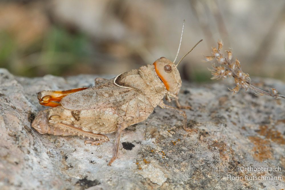 Steinschrecke Asiotmethis limbatus ♀ - GR, Westmakedonien, Klidi, 09.07.2013