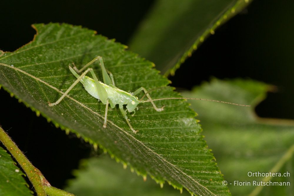 Larve der Gemeinen Eichenschrecke (Meconema thalassinum) - HR, Istrien, Pazin, 12.06.2014