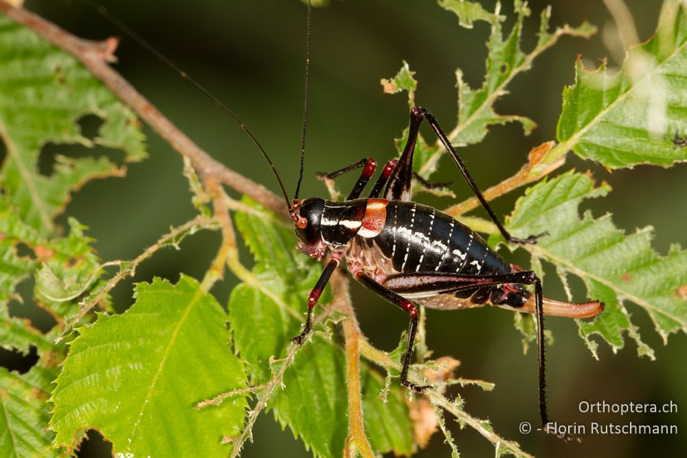 Barbitistes ocskayi Weibchen - HR, Istrien, Plomin, 13.06.2014