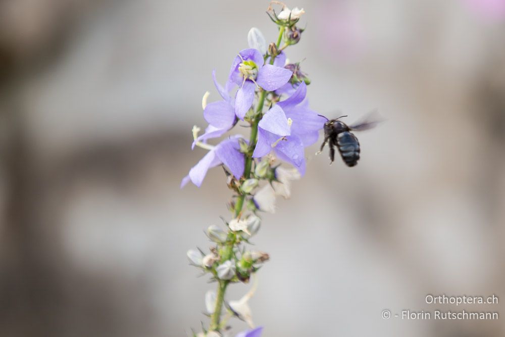 Holzbiene Xylocopa sp. beim Anflug auf eine Pyramiden-Glockenblume (Campanula pyramidalis) - HR, Istrien, Brest, 25.07.2014