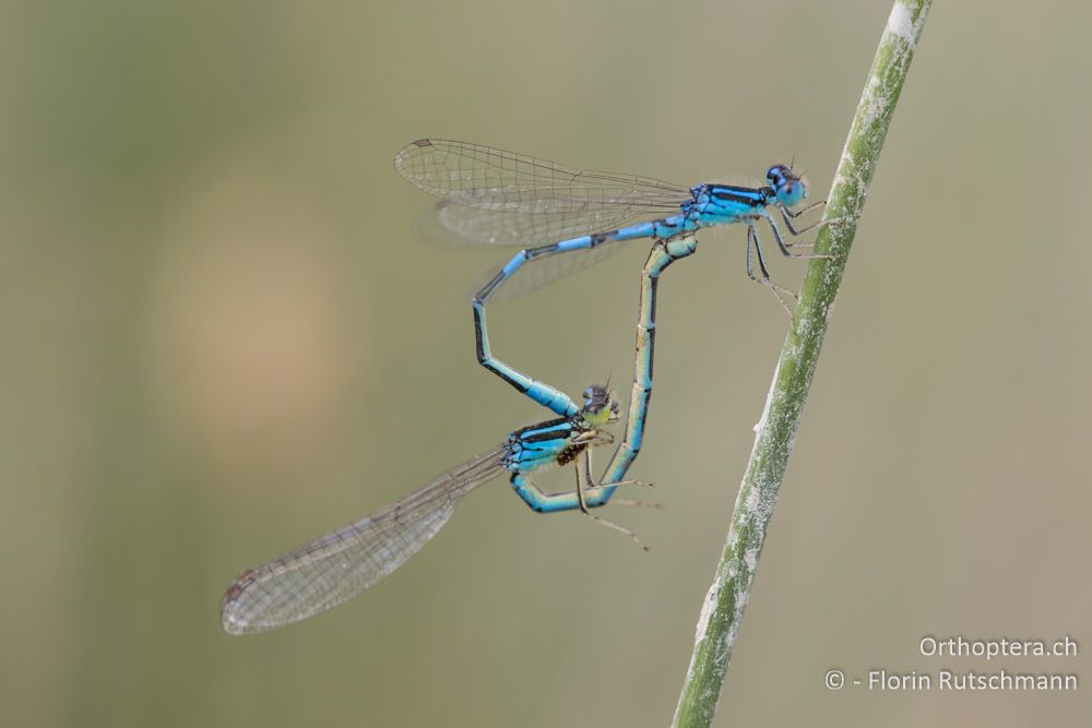 Coenagrion scitulum ♂♀ - HR, Istrien, Dol, 24.07.2015