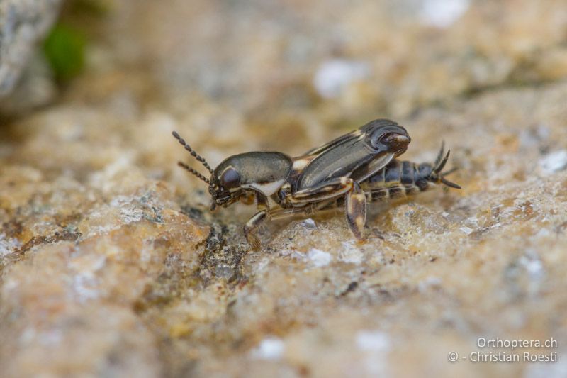 Xya variegata ♂ - BG, Kardzhali, Stoyanovo, Arda, 22.04.2012