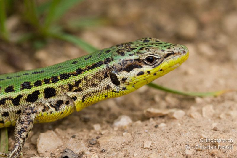 Porträt der Adriatischen Mauereidechse (Podarcis melisellensis) - HR, Istrien, Kršan, 02.06.2014