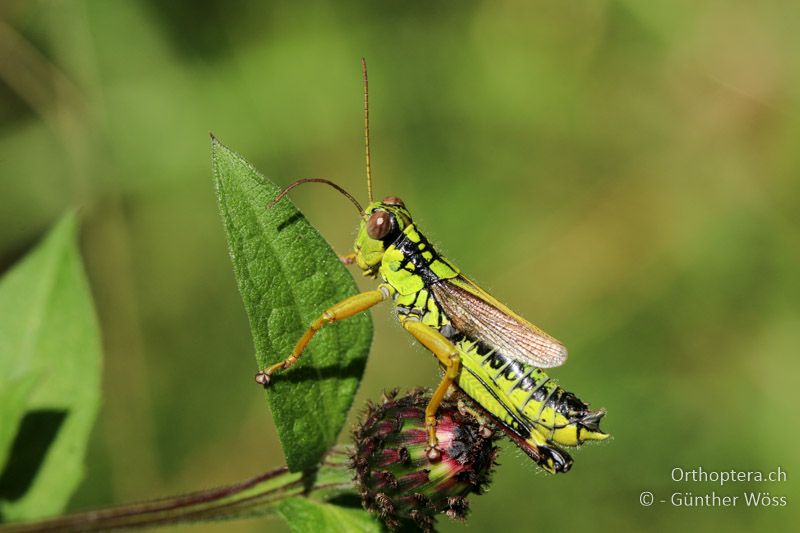 Miramella irena ♂ - AT, Kärnten, Hajnzgraben, 29.07.2016