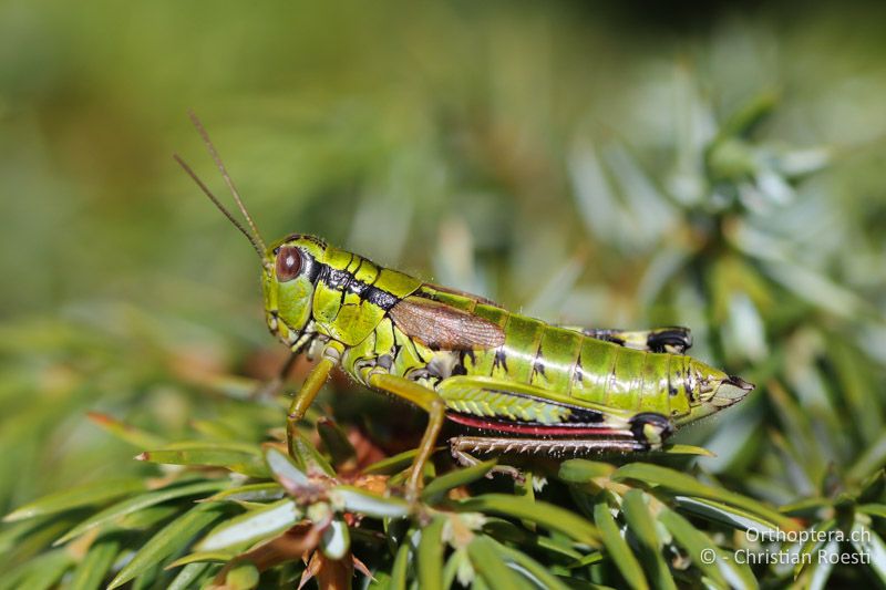 Miramella carinthiaca ♀ - AT, Kärnten, Reichenfels, 16.09.2016