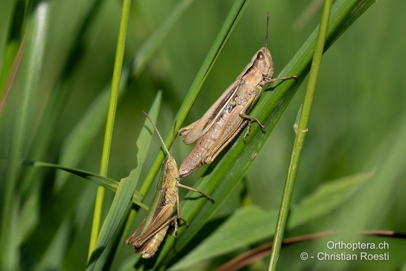 Balz von Chorthippus albomarginatus, das Männchen ist unten links - CH, LU, Pfaffnau, 11.08.2024