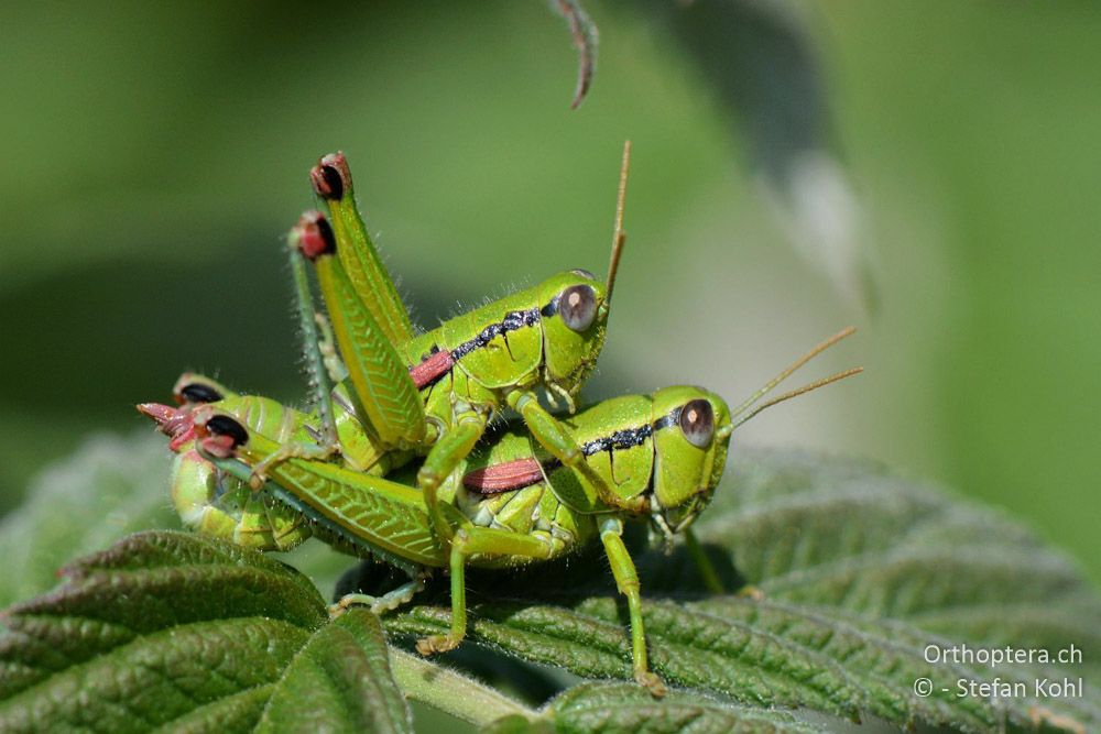 Odontopodisma fallax ♂♀ - HR, Istrien, Mala Učka, 20.07.2015