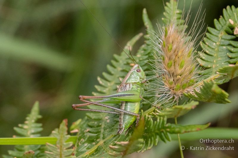 Metrioptera oblongicollis ♂ - BG, Plowdiw, Belovitsa, 10.07.2018