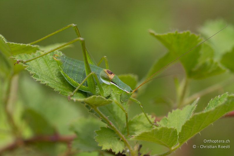 Isophya (rhodopensis) petkovi, Männchen. Madzharovo, 08.05.2012 (Thanks Dragan Chobanov for the help)