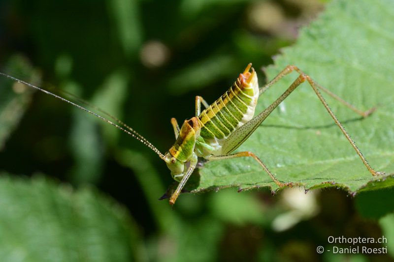 Poecilimon jonicus ♂ - GR, Westmakedonien, Kratero, 11.07.2017