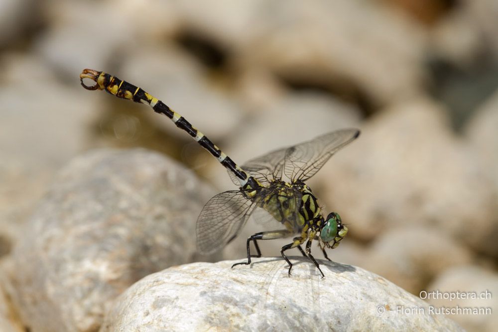 Kleine Zangenlibelle (Onychogomphus forcipatus) ♂ - GR, Thessalien, Meteora, 14.07.2013