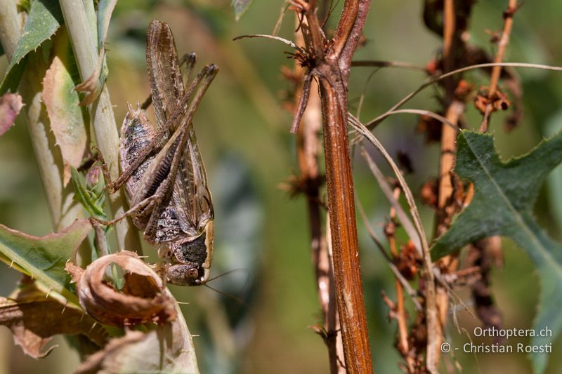 Singendes ♂ von Platycleis grisea ♂ - CH, TI, Morbio Inferiore, 03.09.2013