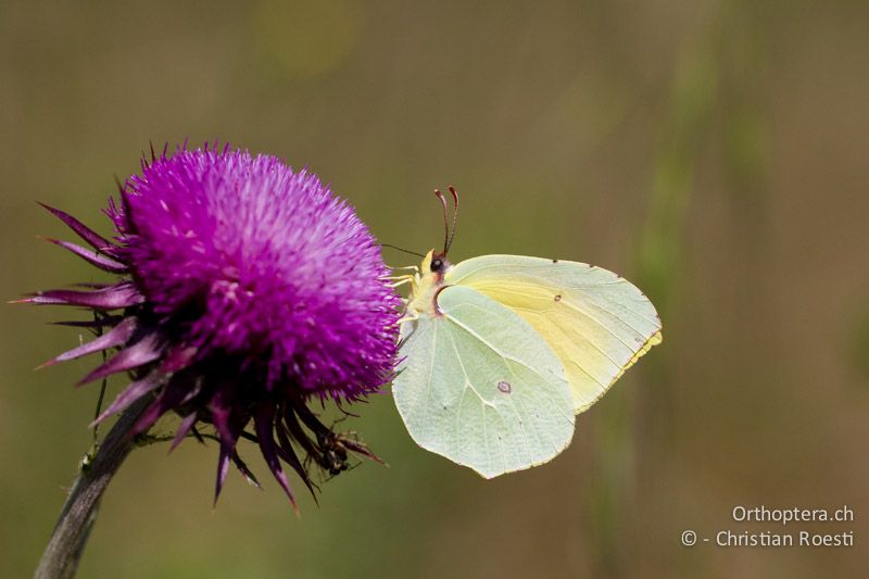 Kleopatrafalter (Gonepteryx cleopatra) - HR, Istrien, Galižana, 04.06.2014