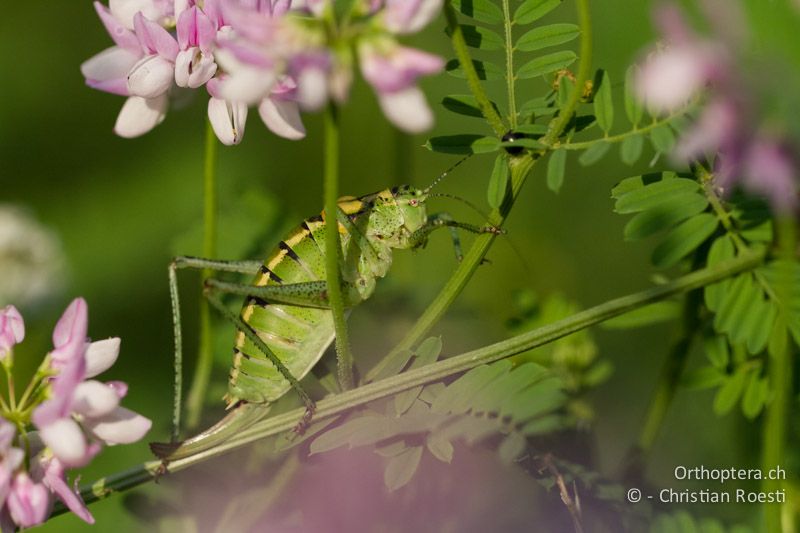 Poecilimon ornatus ♀ - HR, Istrien, Vozilići, 13.06.2014