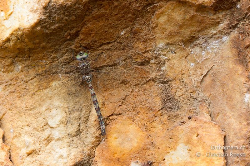 Pinheyschna subpupillata, Stream Hawker ♂ - SA, Mpumalanga, Matibidi, Seitenbach vom Blyde River, 10.01.2015