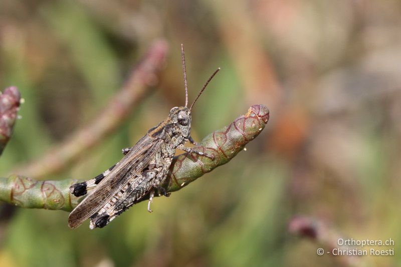 Epacromius coerulipes ♂ - AT, Burgenland, Oggau am Neusiedlersee, 15.09.2016