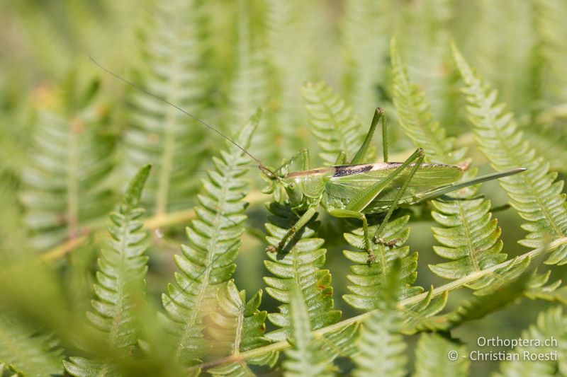 Tettigonia balcanica ♀ - BG, Blagoevgrad, Waldlichtung vor Raslog bei Bansko, 14.07.2018