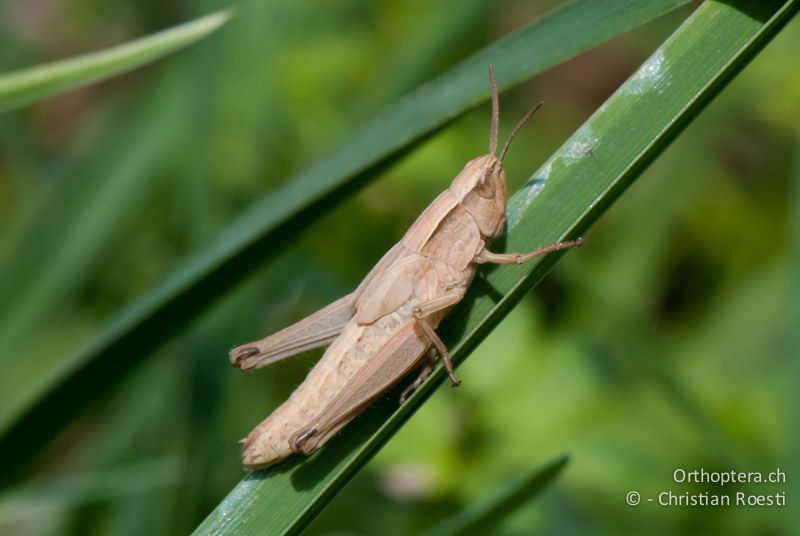 Chorthippus albomarginatus ♀ im letzten Stadium - CH, LU, Ermensee, 14.07.2010