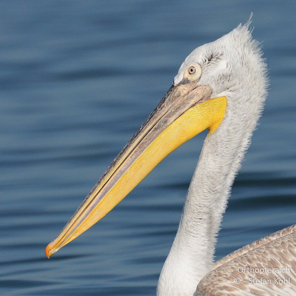 Krauskopfpelikan (Pelecanus crispus) - GR, Zentralmakedonien, Kerkini-See, 08.07.2013