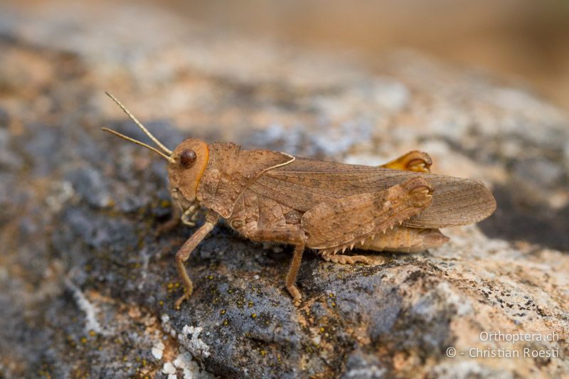 Asiotmethis limbatus ♂ - GR, Westmakedonien, Klidi, 09.07.2013