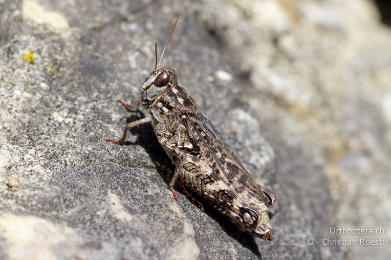 Calliptamus barbarus ♀ - CH, BE, Biel, 09.09.2013