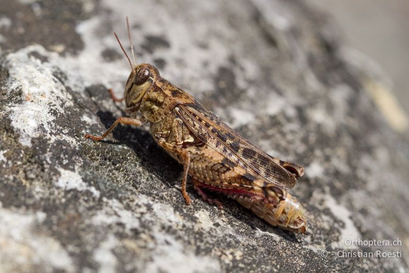 Calliptamus barbarus ♀ - CH, BE, Biel, 09.09.2013