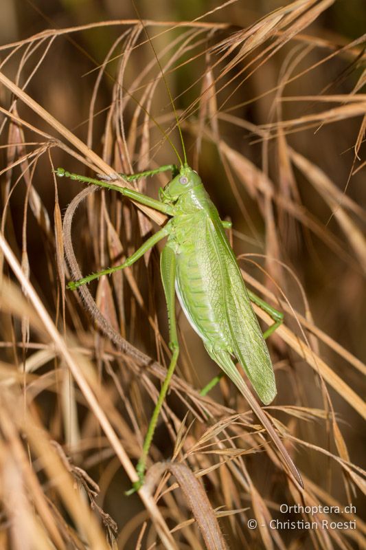 Tettigonia caudata ♀ - GR, Peloponnes, Spathovouni, 24.05.2013