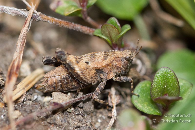 Tetrix bipunctata ♀ - CH, BE, Stechelberg, 05.06.2012